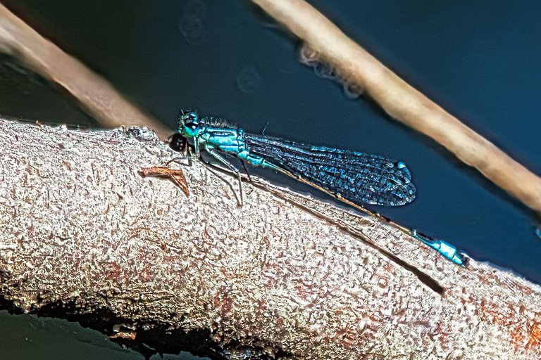 DSC_1726.jpg