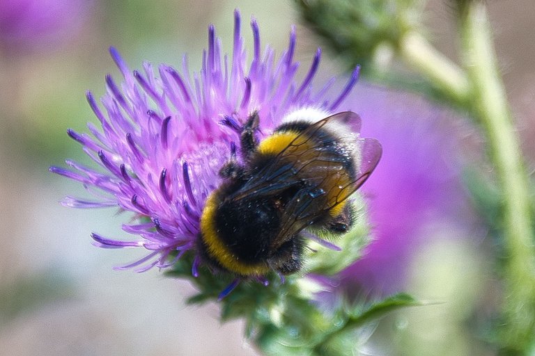 DSC_1768.jpg