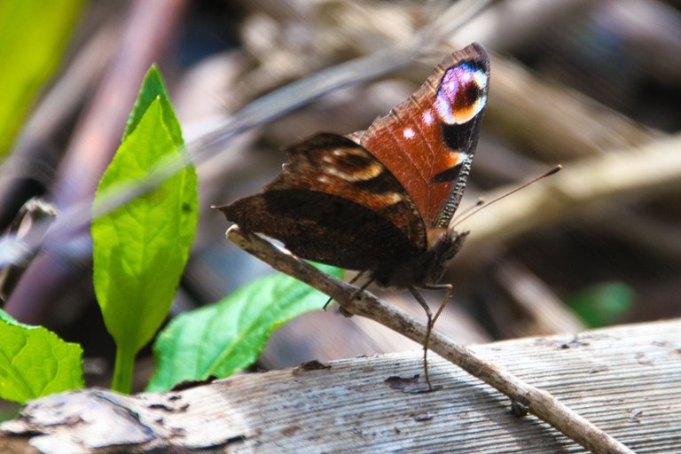 DSC_0303.jpg