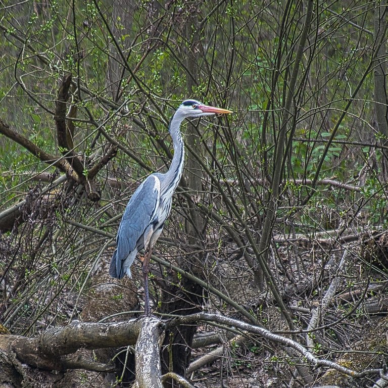 DSC_0232.jpg