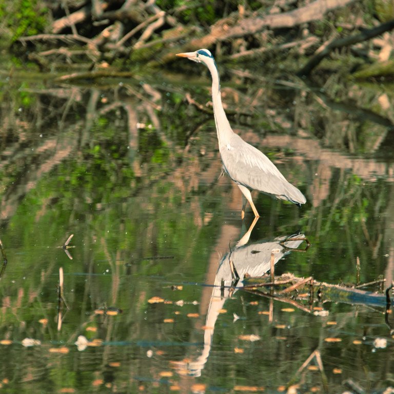 DSC_0518.jpg