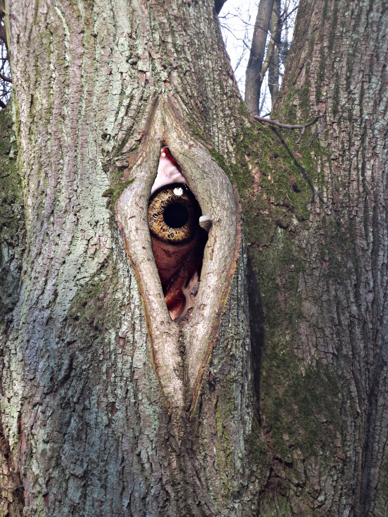 treeeye.jpg