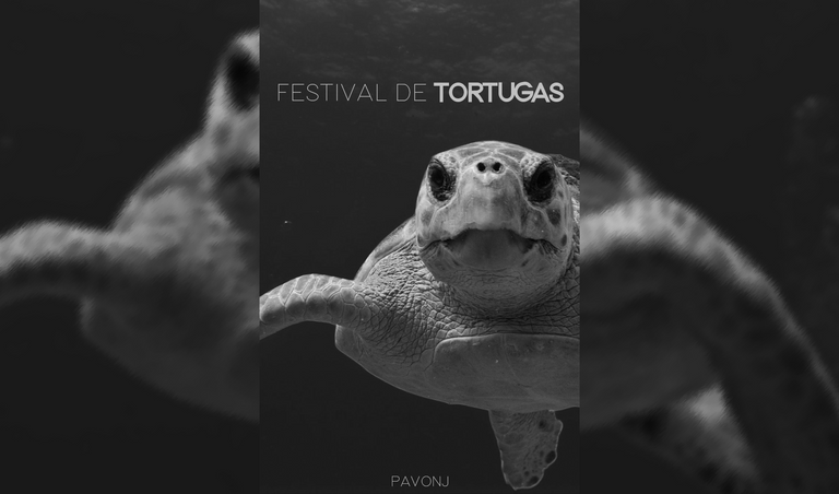 Festival de Tortugas.png