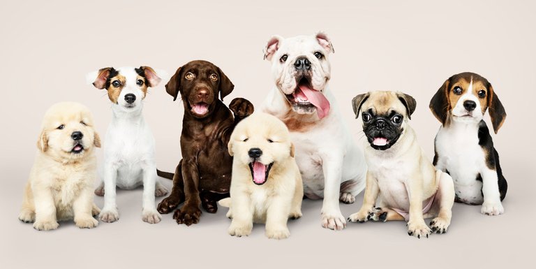 group-portrait-adorable-puppies.jpg