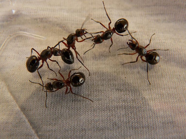 forest-ant-queens-3254_960_720.jpg