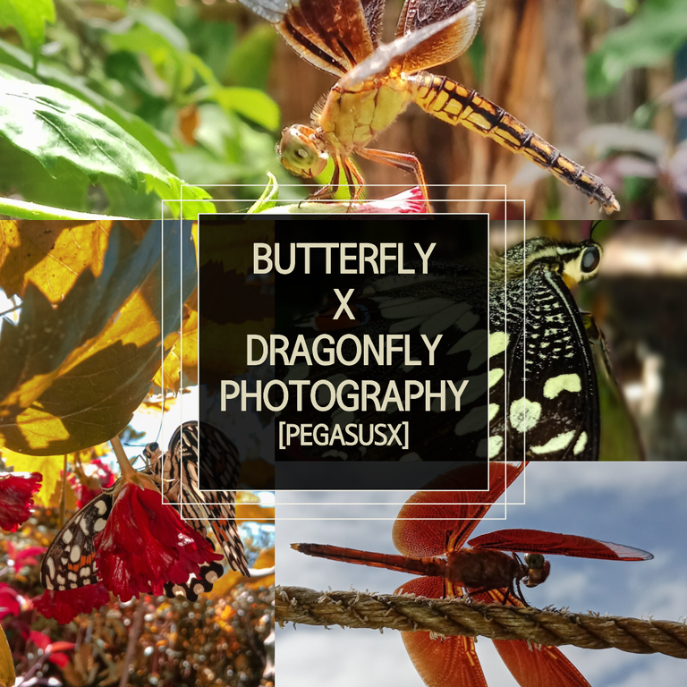 Discover the beauty of insects (1).png