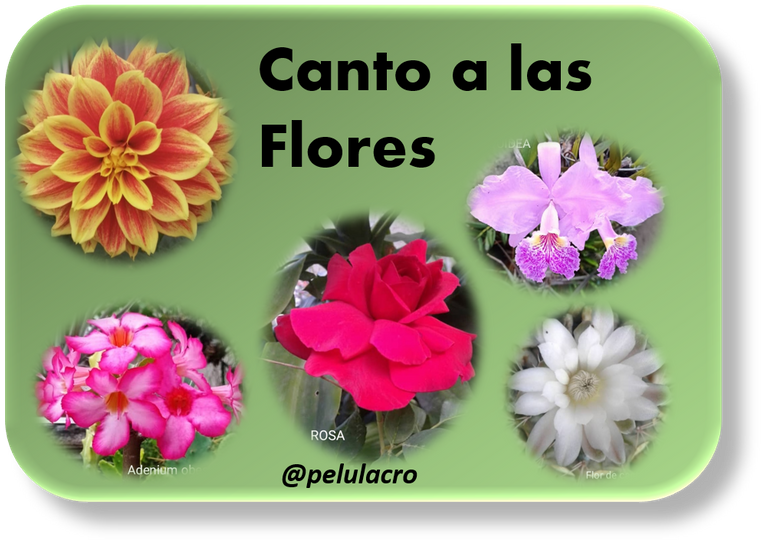 Canto a las flores.png