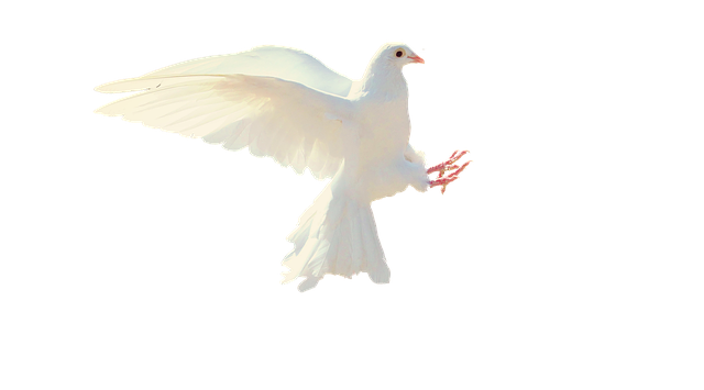 dove-2755928_640.png