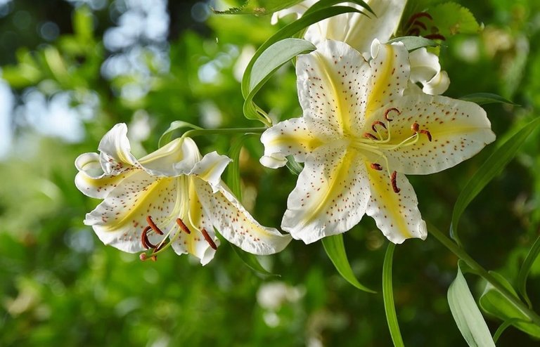 The Golden-Rayed Lily Flower