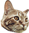 Gato.png