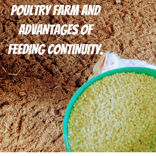 POULTRY FARM AND ADVANTAGES OF FEEDING CONTINUITY.