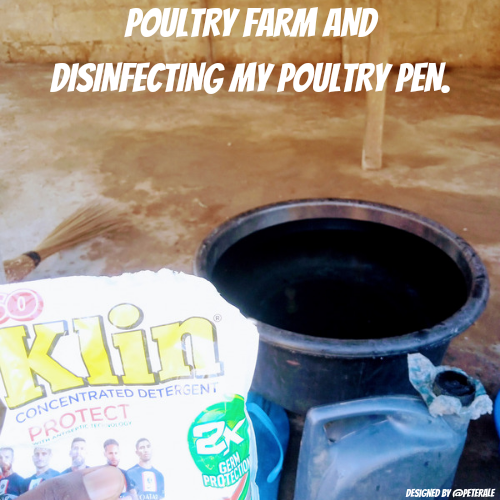 POULTRY FARM AND DISINFECTING MY POULTRY PEN.