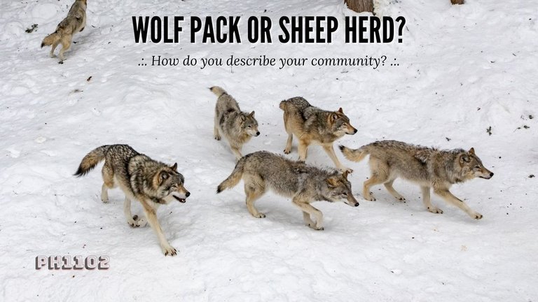 Wolf Pack or Sheep Herd.jpg