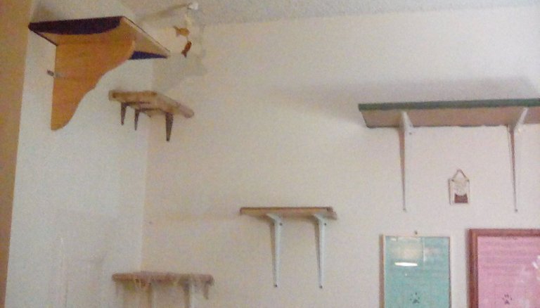 Cat shelves.jpg