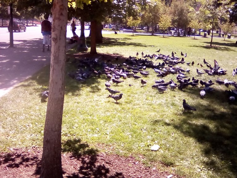 downtown pigeons.jpg