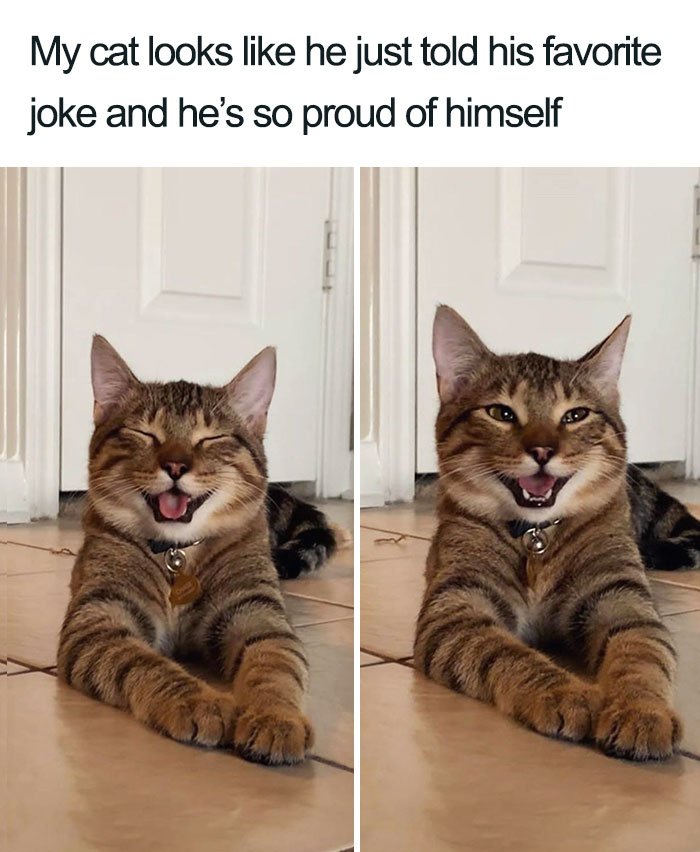 cat telling jokes.jpg