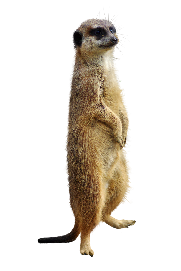 meerkat-4907292_1920.png