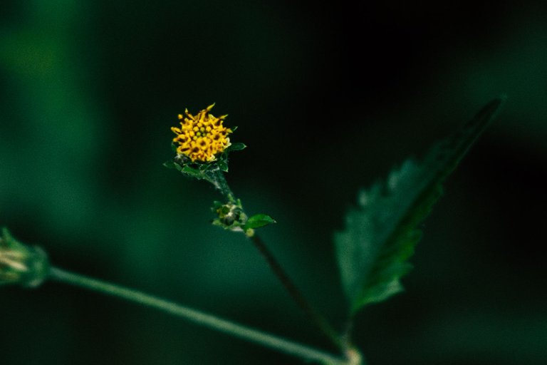 DSC03087-1.jpg