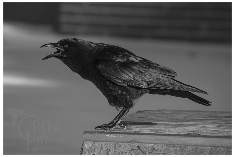 corvidae.jpeg