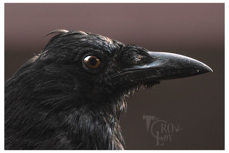 corvidae.jpeg