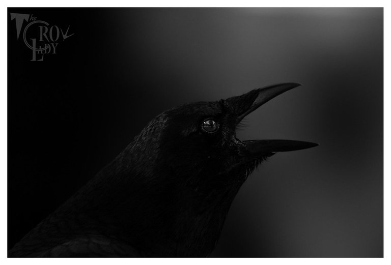 corvidae.jpeg