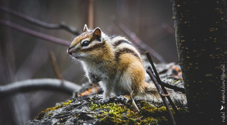 ratel.jpg