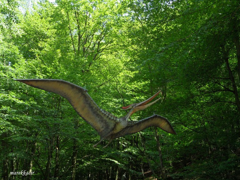 Pteranodon.JPG