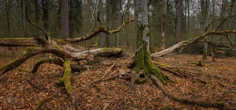 IMG_0985-Pano-Edit.jpg