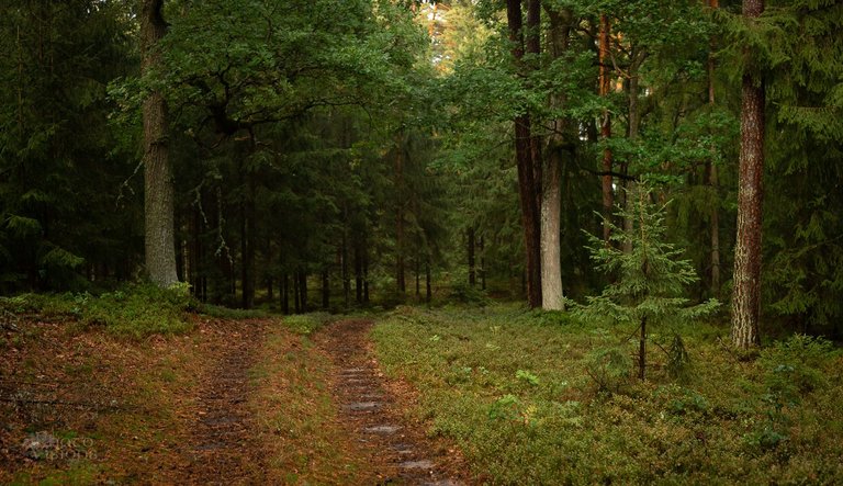 _MG_9462-Pano.jpg