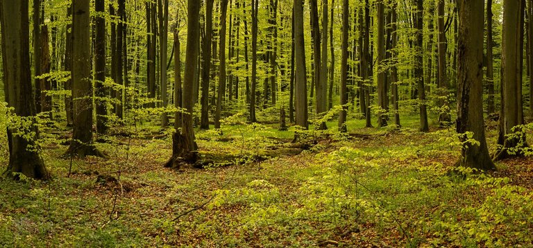 IMG_1174-Pano.jpg