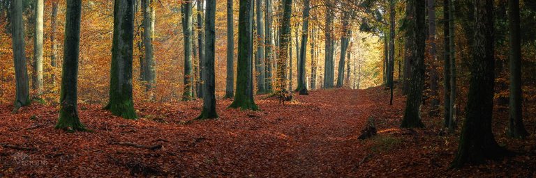 IMG_8174-Pano-Edit-2.jpg