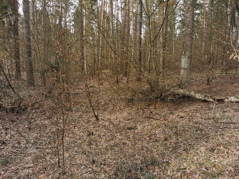 IMG_20250305_134739.jpg