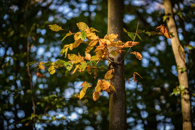 XT206124_Herbstlaub.jpg