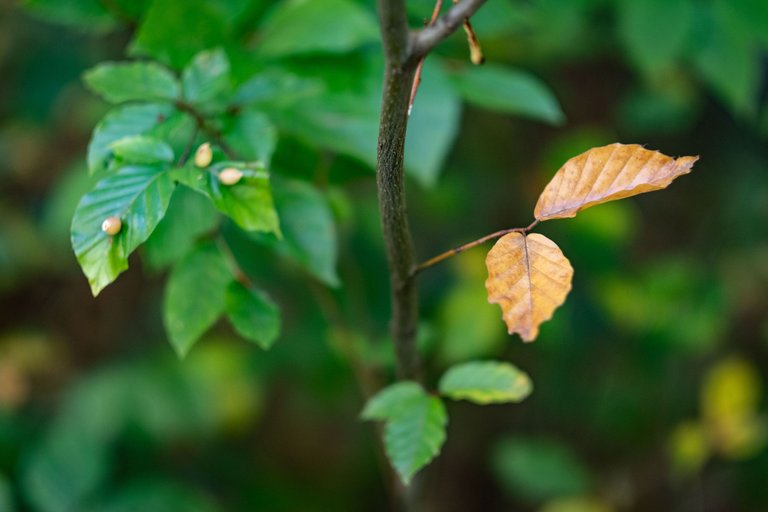 XT206111_Herbstlaub.jpg