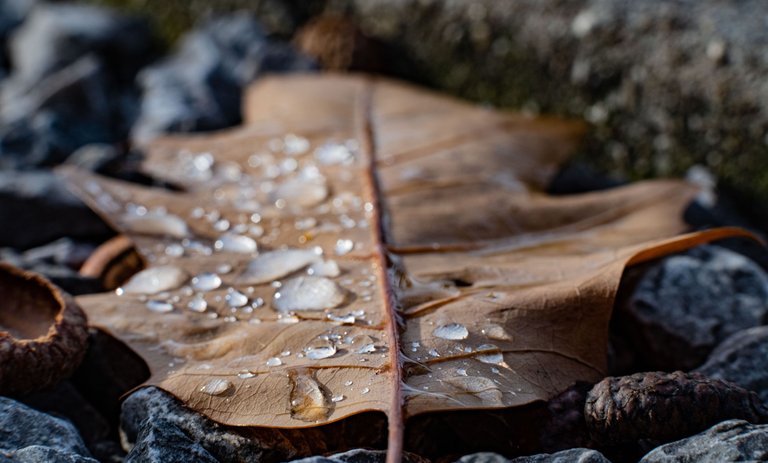 XT206209_Herbstbaltt mit Wasser.jpg