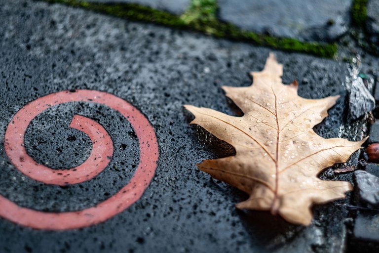 XT206202_Herbstbaltt und Spirale.jpg