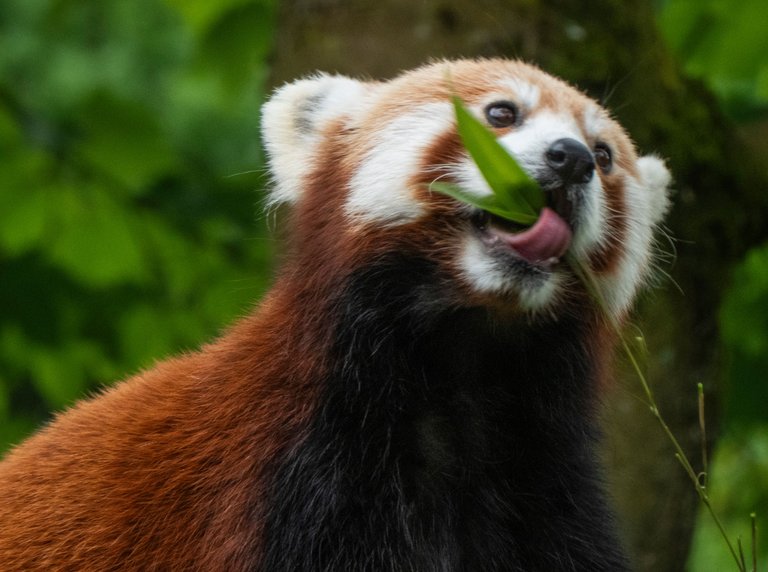 P1180371_Kleiner Panda.jpg