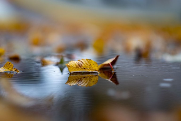 XT206183_Herbstblaetter in Pfütze.jpg