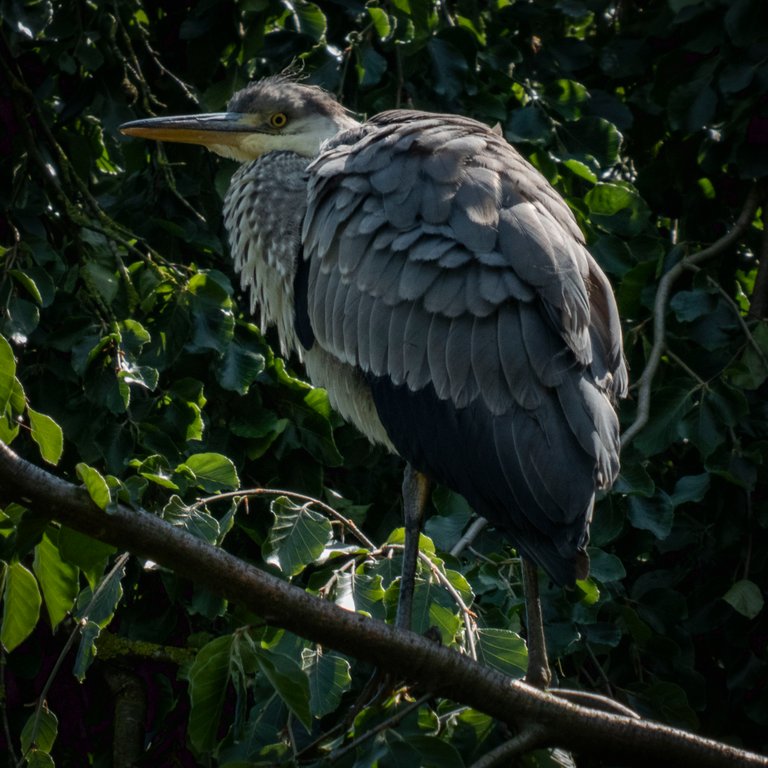 P1180323_Do_Zoo_Reiher.jpg
