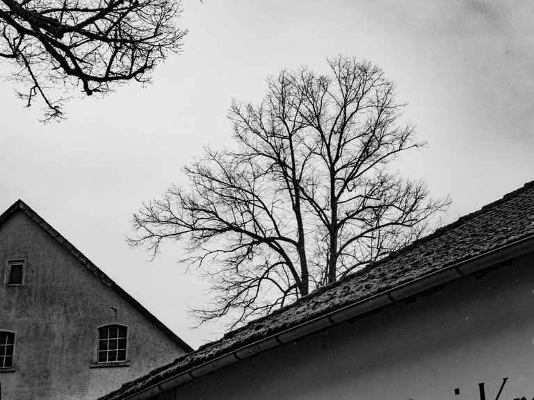 P1140257_Dach und Baum.JPG
