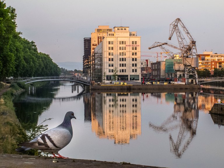 IMG_7634_Taube am Hafen.jpg