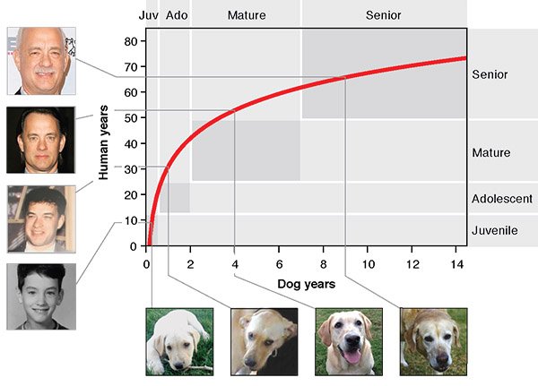 dogs in human years chart.jpg
