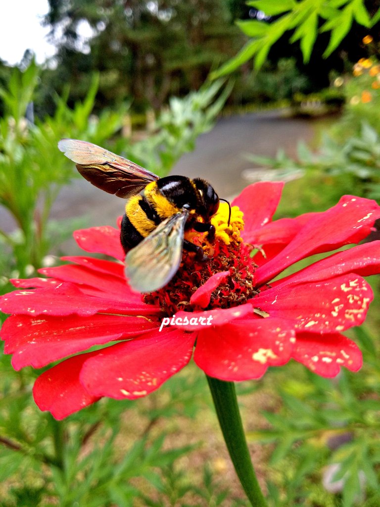 FlowerBee2.jpg