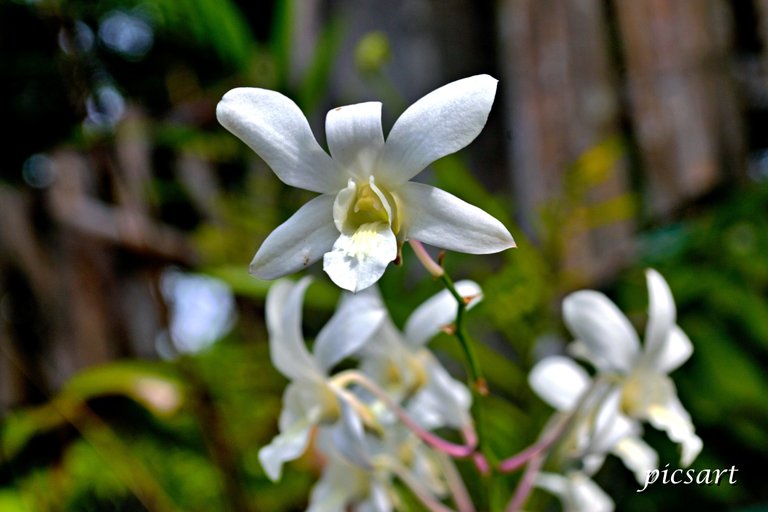 Orchid2.jpg