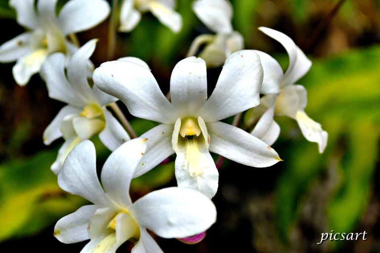 Orchid3.jpg