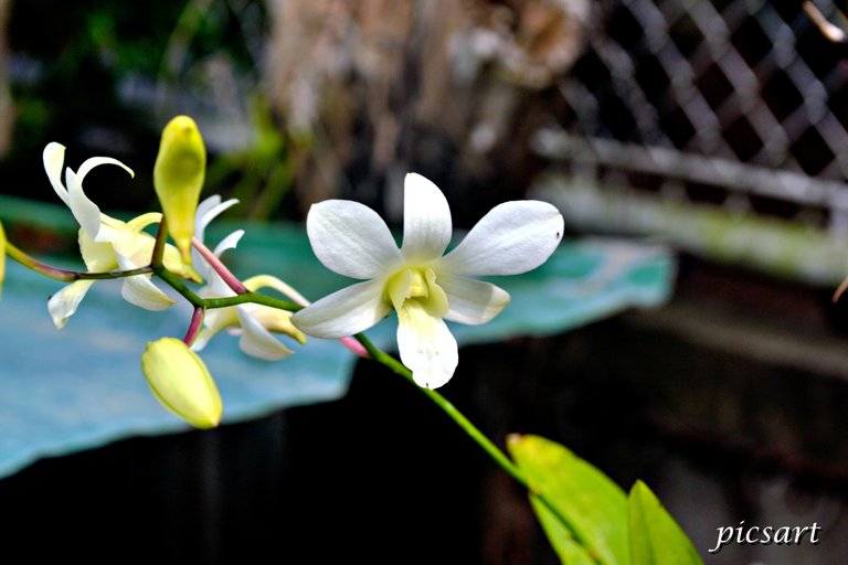 Orchid4.jpg