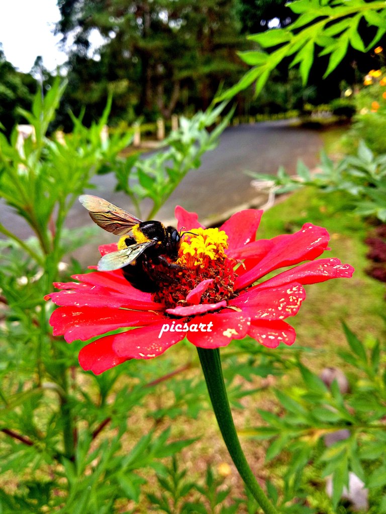 FlowerBee1.jpg