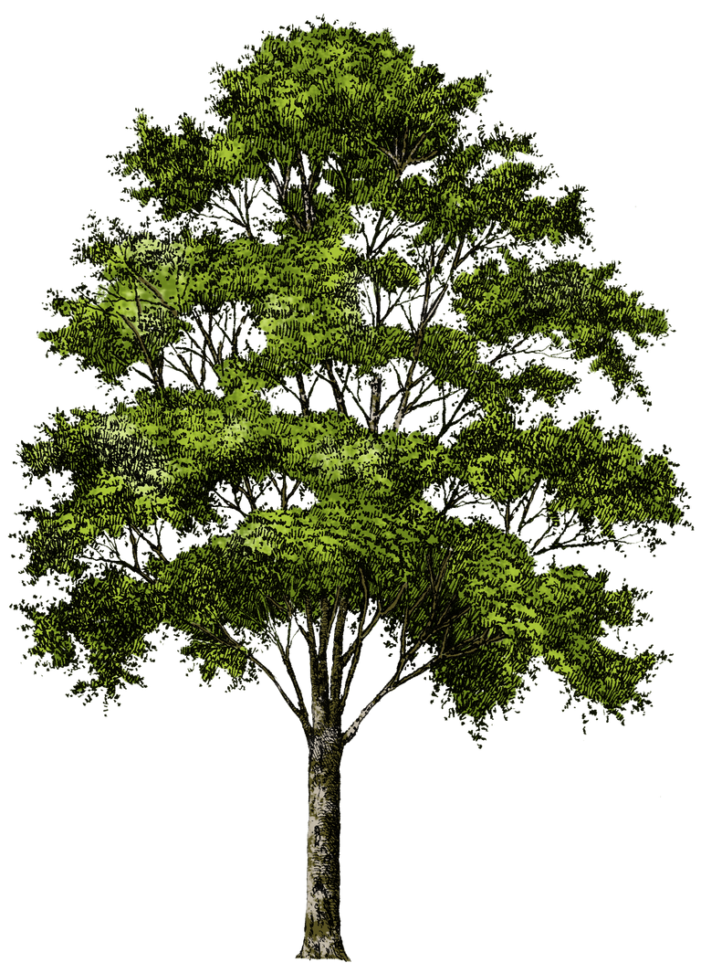 purepng.com-treetreewoodplantbranch-1411527182329fbsrj.png