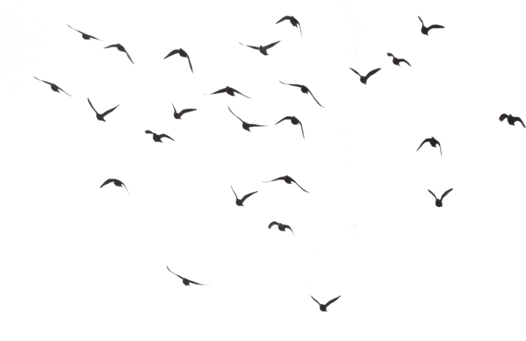 purepng.com-birds-png97birdflyingflying-birdvogelwhiteyellowswarmbirds-swarmswarm-of-birdblack-swarmblack-301519895771dqmdp.png