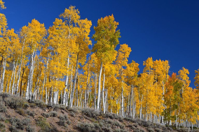 Meet-Pando-one-of-the-oldest-organisms-on-Earth-.jpg